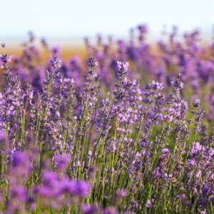 katerinavulcova-lavender-7304564_1920