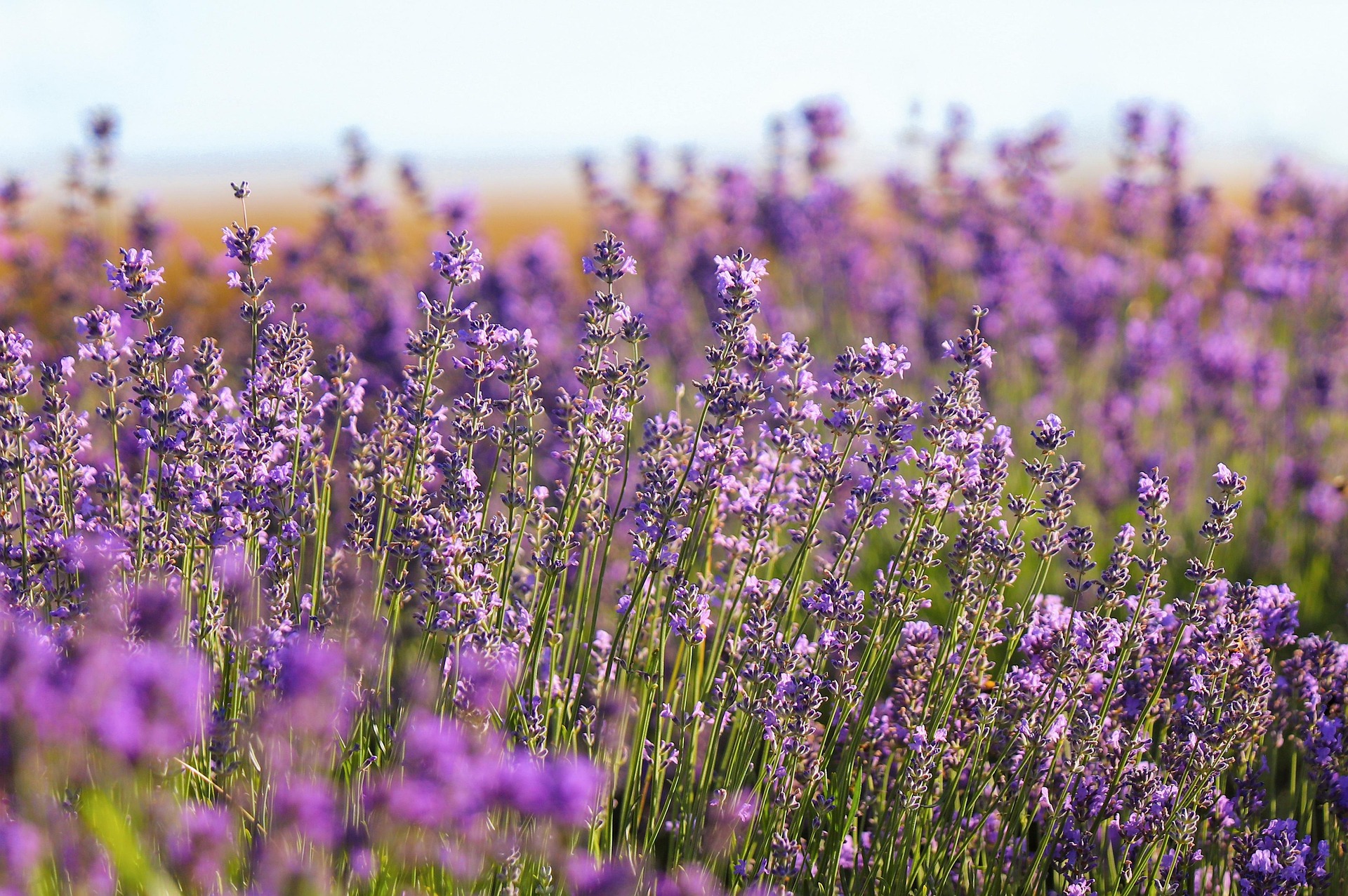 katerinavulcova-lavender-7304564_1920